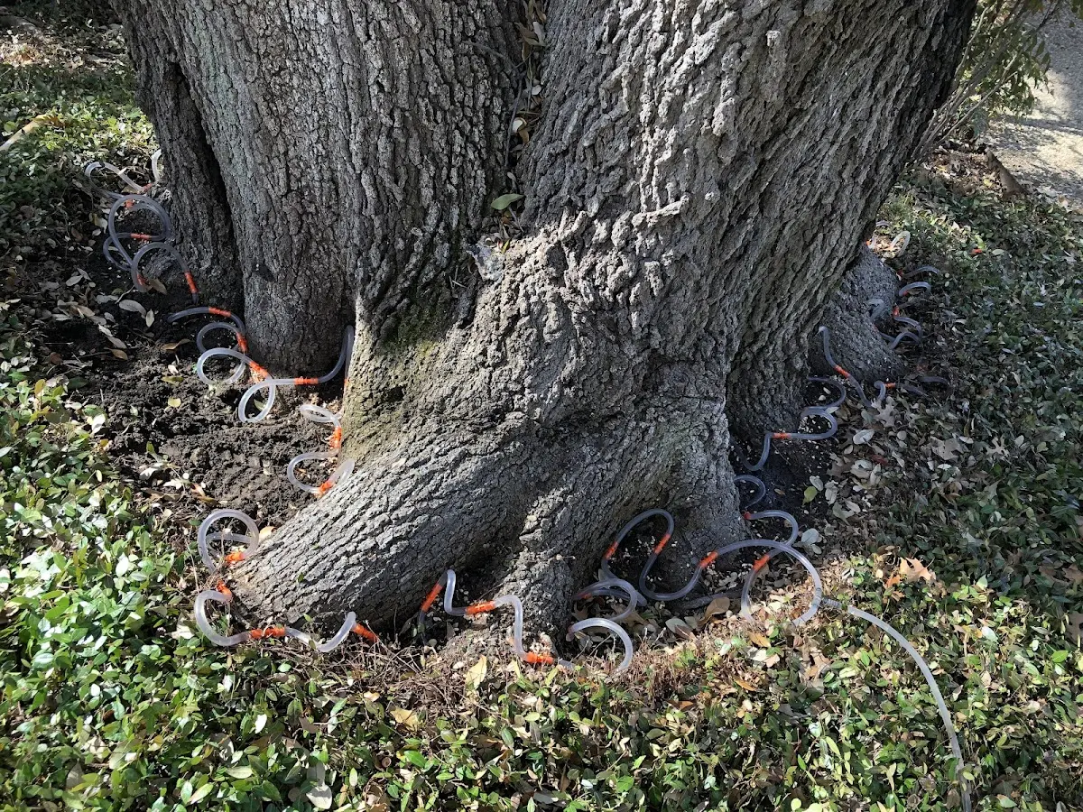 Detailed Tree Cabling and Bracing job site in Waiteville
