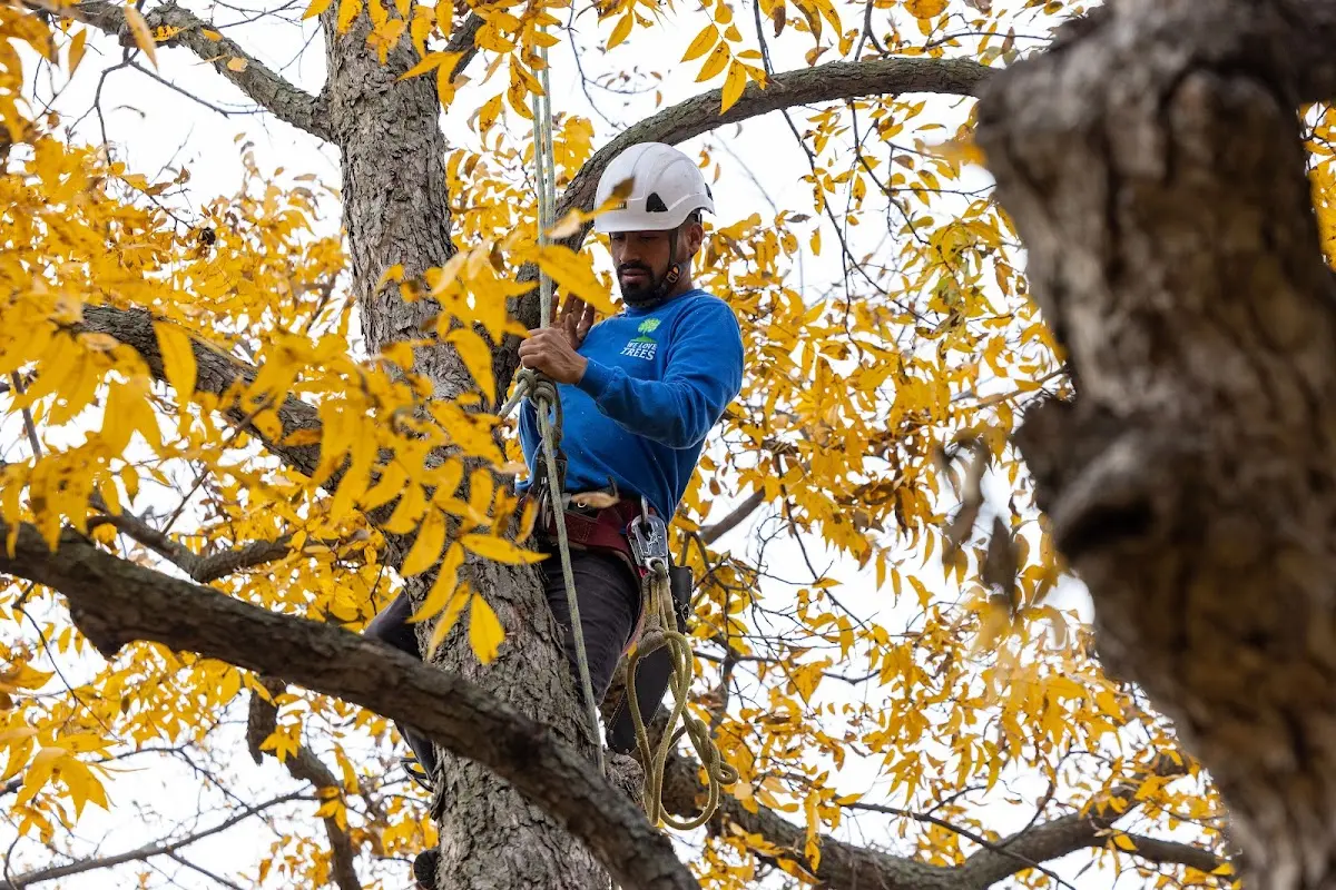 Skilled Tree Pruning crew working in Waiteville