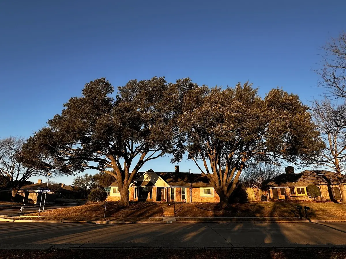Established residential canopy tree shading a home in Waiteville